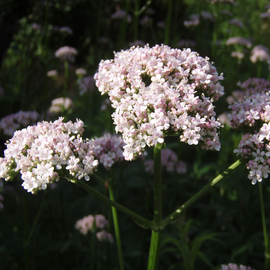 Plante Val Riane Valeriana Officinalis Ethnobotanika