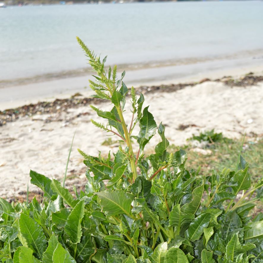 Bette Betterave Maritime Beta Vulgaris Subsp Maritima Plante