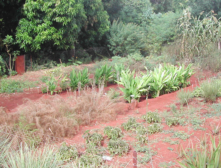 Fiche technique – Méthodologie de mise en place d’un jardin de plantes médicinales Madagascar 2003