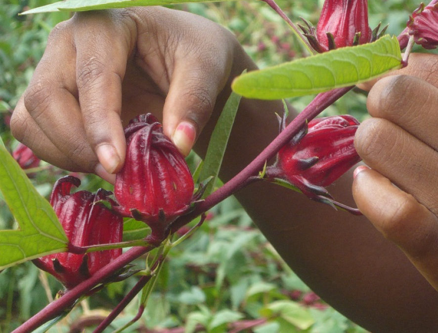 Fiche technique – Récolte, séchage et conditionnement de plantes médicinales Madagascar 2009