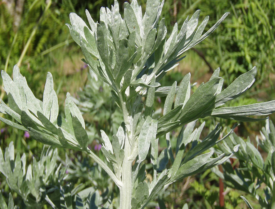 Plante – Absinthe – Artemisia absinthium