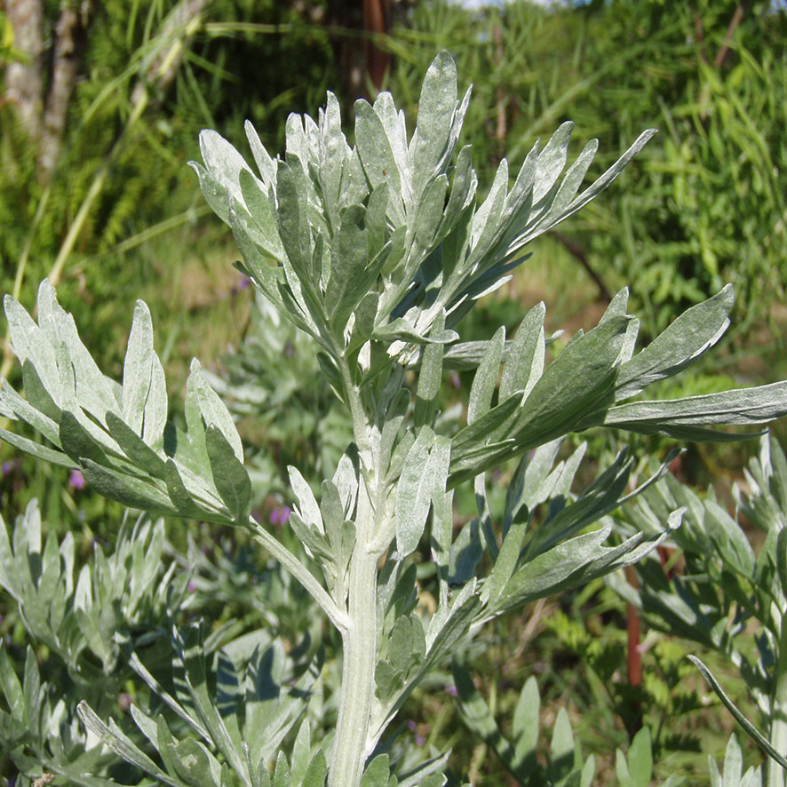 Plante Absinthe Artemisia absinthium Ethnobotanika