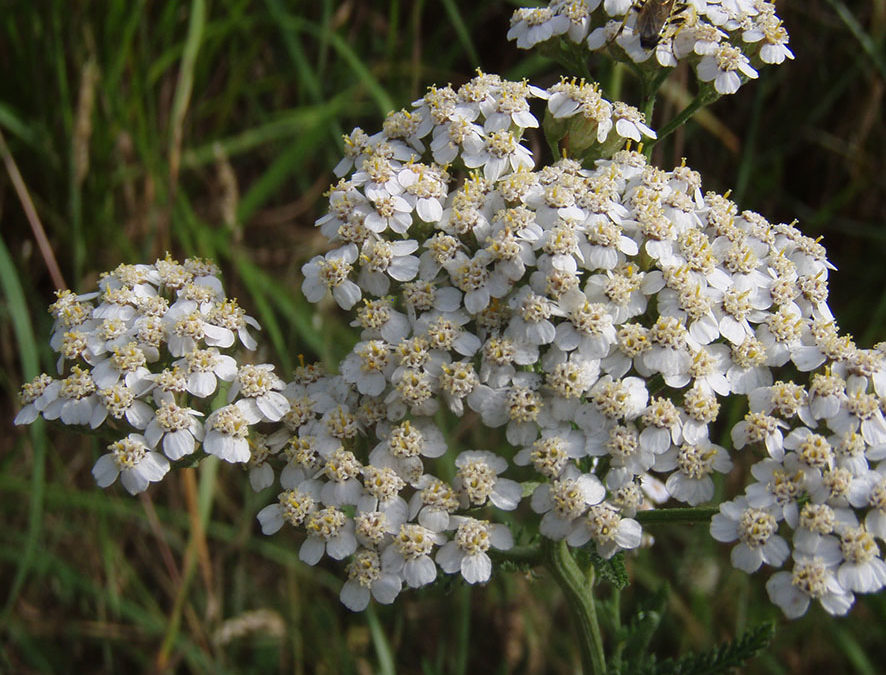 Plante – Achillée millefeuille – Achillea millefolium