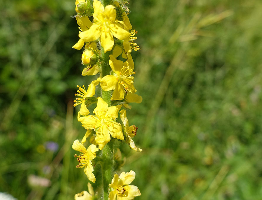 Plante – Aigremoine – Agrimonia eupatoria