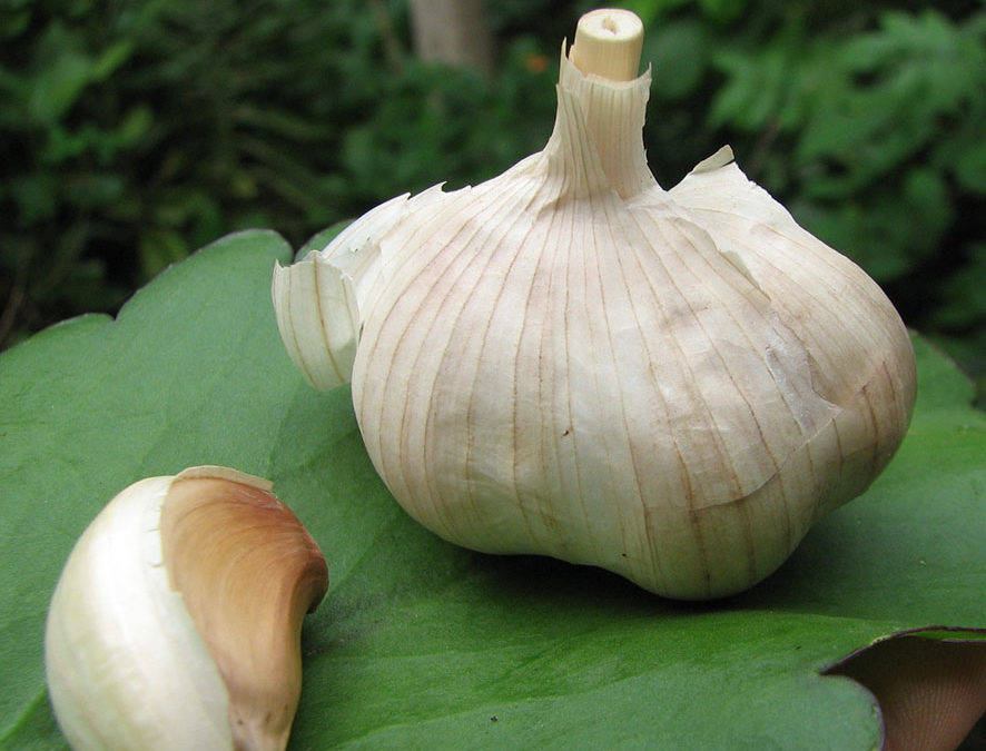 Plante – Ail – Allium sativum