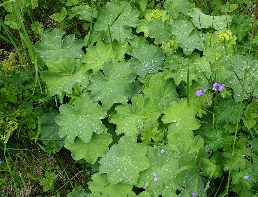 Plantes – Alchémille – Alchemilla vulgaris