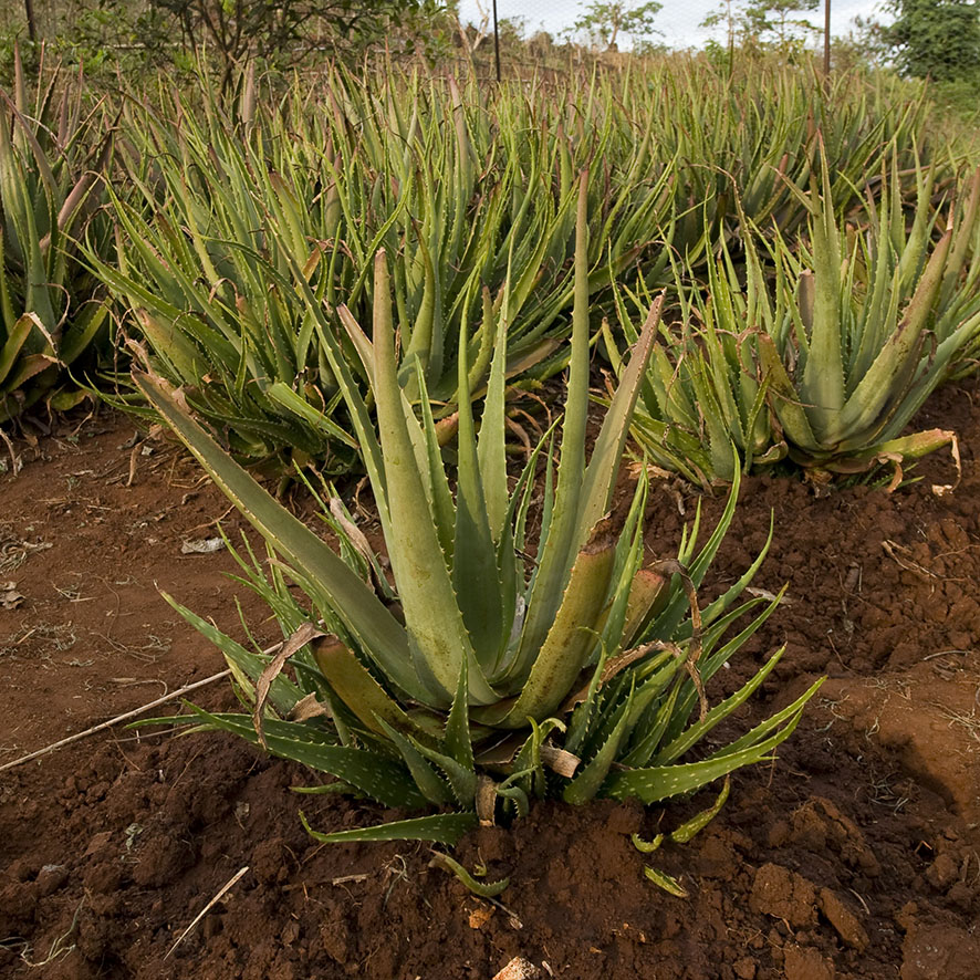 Plante - Aloé véra - Aloe vera - Ethnobotanika