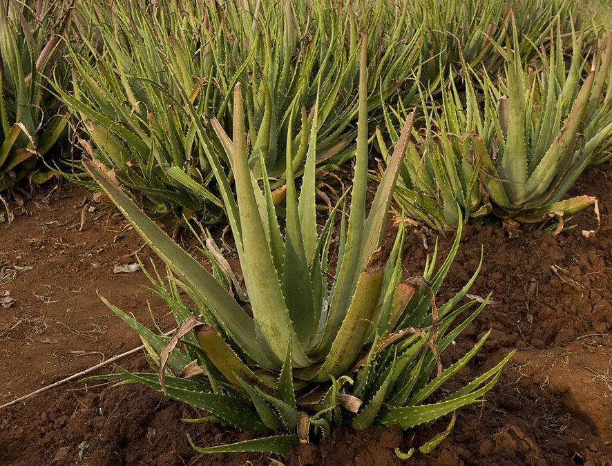 Plante – Aloé véra – Aloe vera