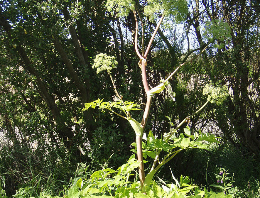 Plante – Angélique – Angelica archangelica