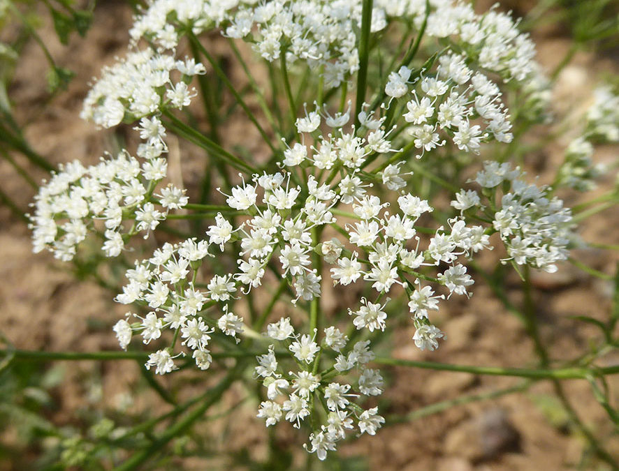 Plante – Anis – Pimpinella anisum