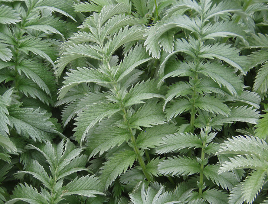 Plante – Ansérine – Potentilla anserina