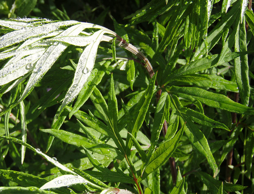 Plante – Armoise – Artemisia vulgaris