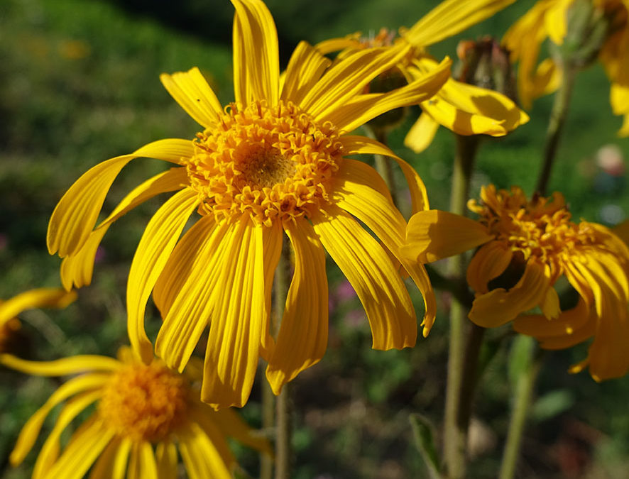 Plante – Arnica – Arnica montana