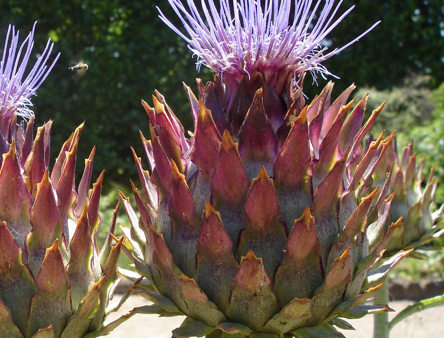 Plante – Artichaut – Cynara cardunculus