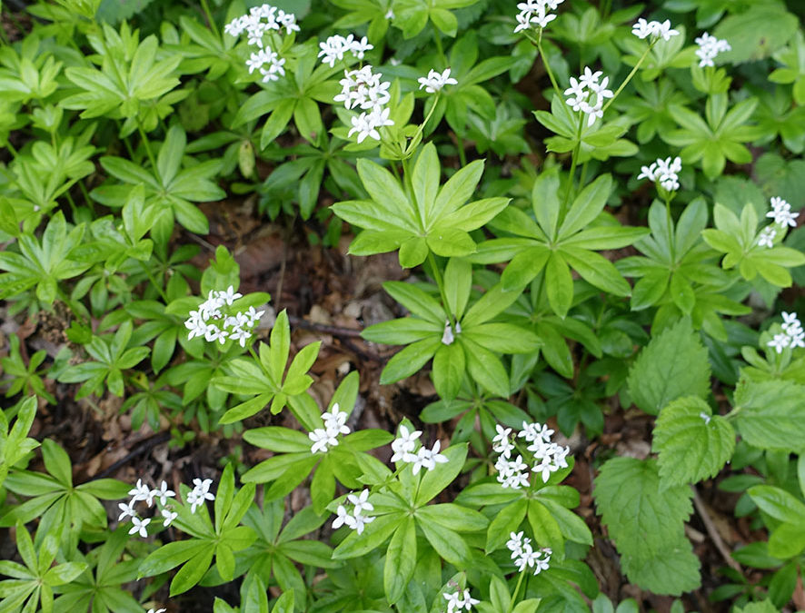 Plante – Aspérule odorante – Galium odoratum
