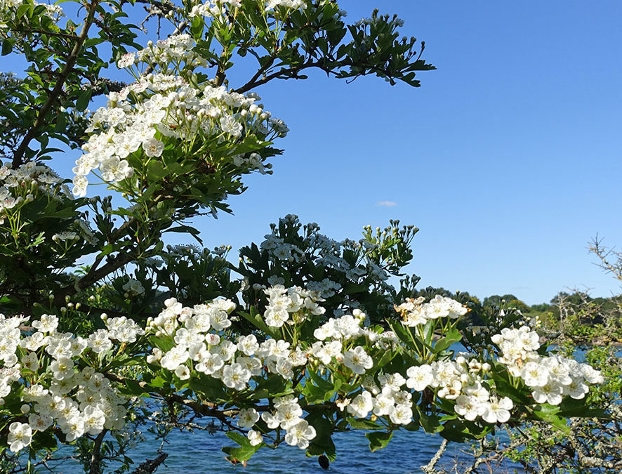 Plante – Aubépine – Crataegus monogyna