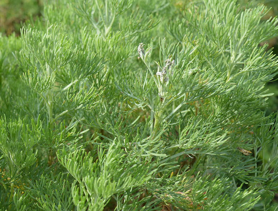 Plante – Aurone mâle – Arquebuse – Artemisia abrotanum