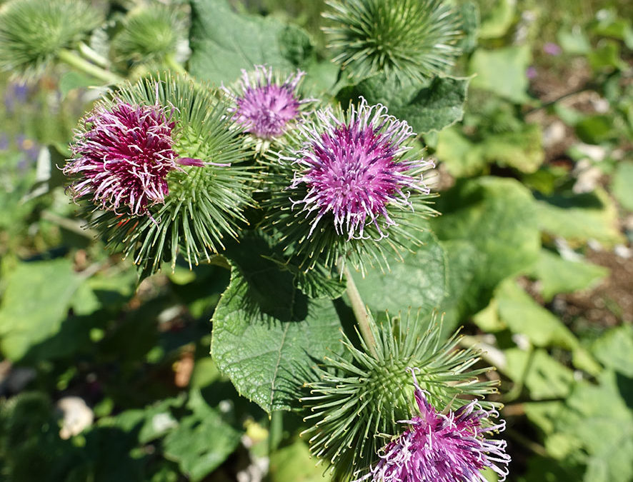 Plante – Bardane – Arctium lappa