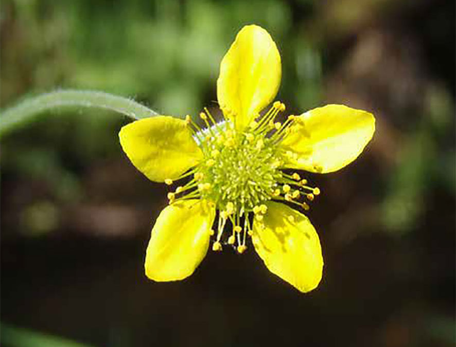 Plante – Benoîte – Geum urbanum