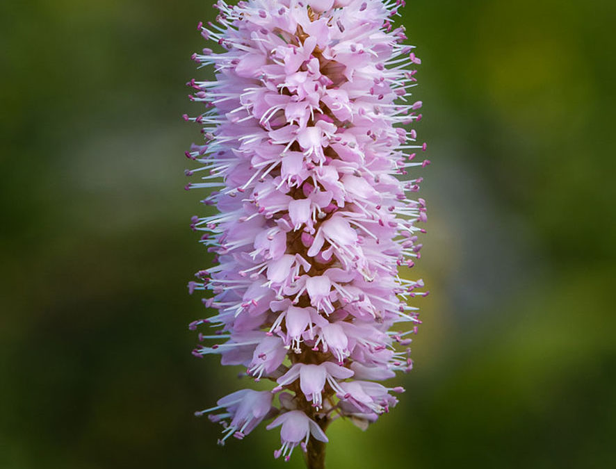 Plante – Bistorte – Polygonum bistorta