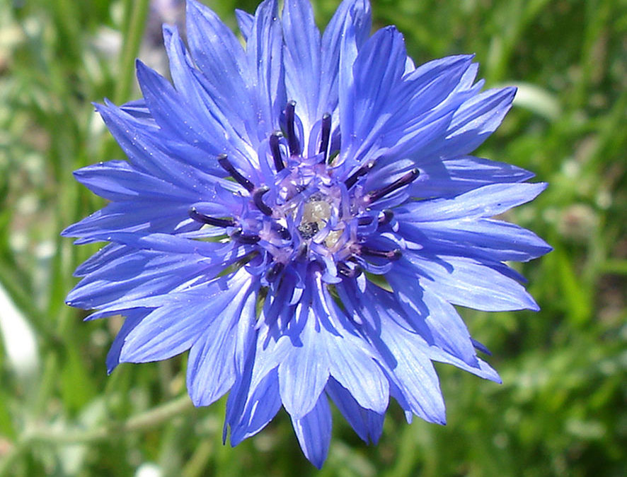Plante – Bleuet – Centaurea cyanus