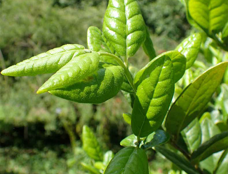 Plante – Boldo – Peumus boldus