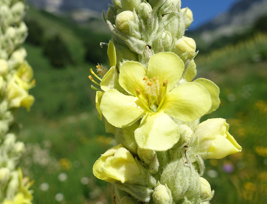 Plante – Bouillon blanc – Verbascum thapsus