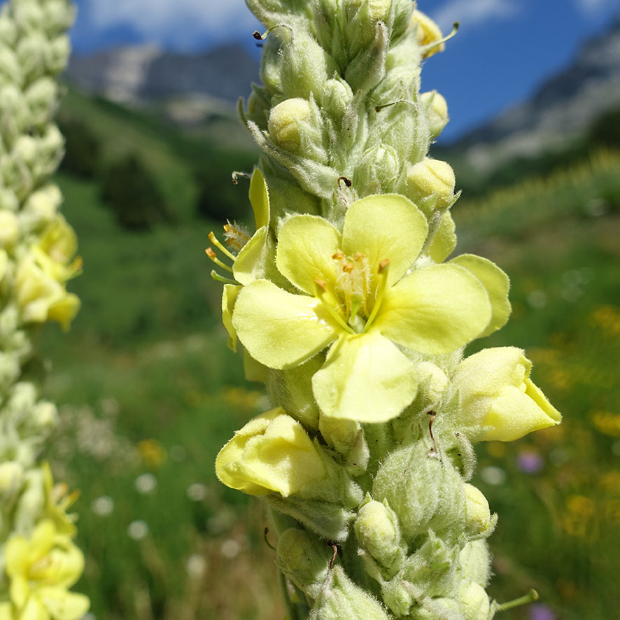 Plante Bouillon blanc Verbascum thapsus Ethnobotanika