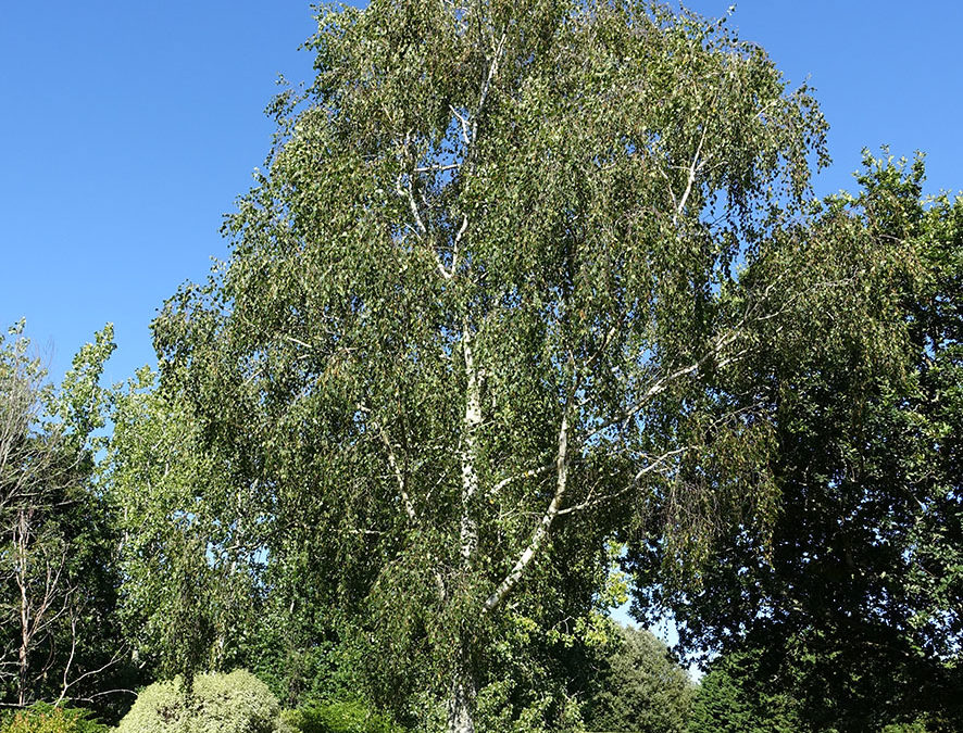 Plante – Bouleau – Betula alba