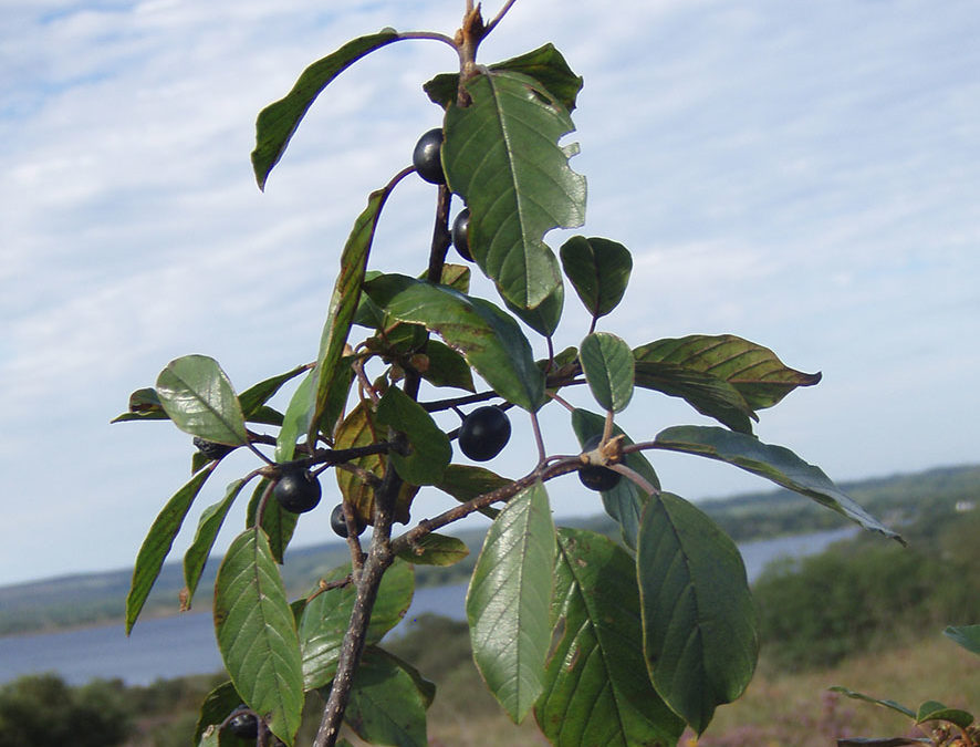 Plante – Bourdaine – Rhamnus frangula