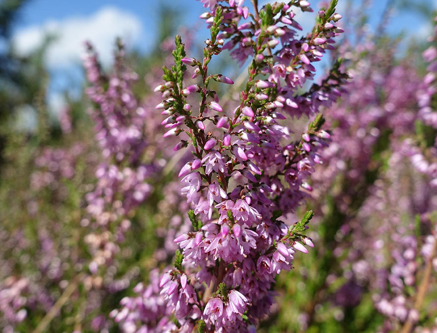 Plante – Callune – Calluna vulgaris