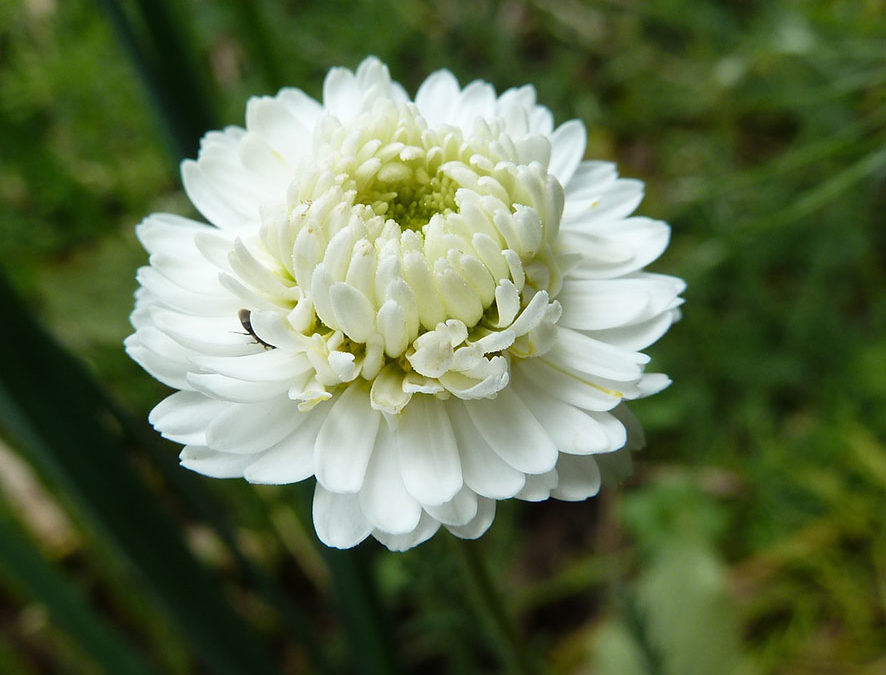 Plante – Camomille romaine – Chamaemelum nobile