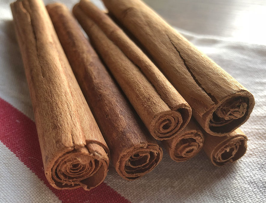 Plante – Cannelle – Cinnamomum verum