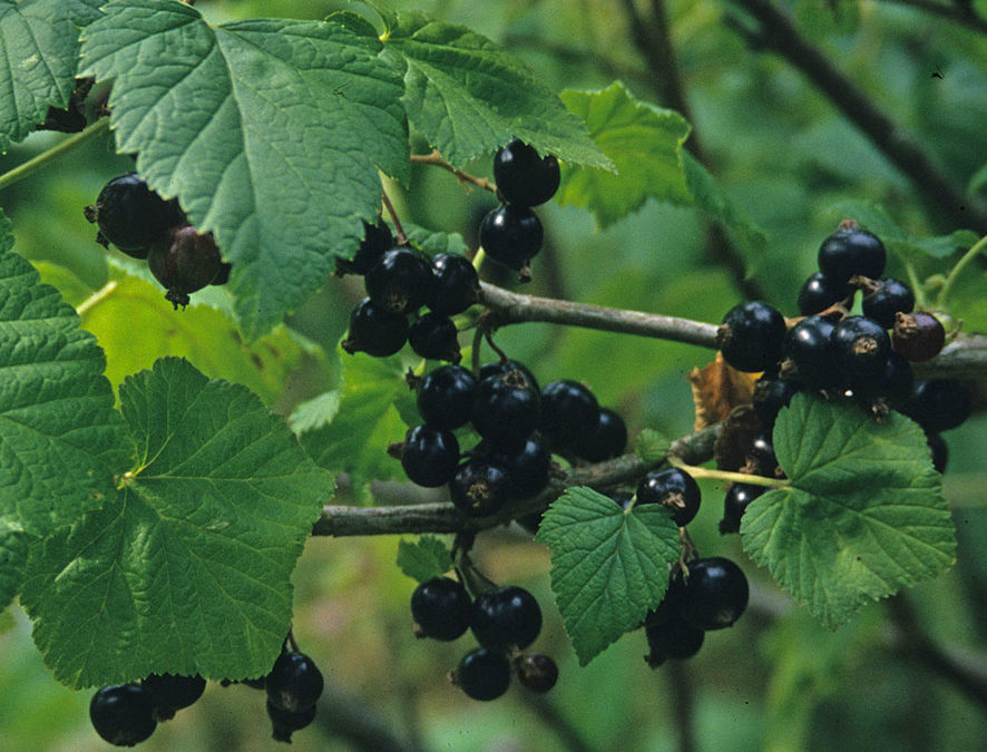 Plante – Cassisier – Ribes nigrum
