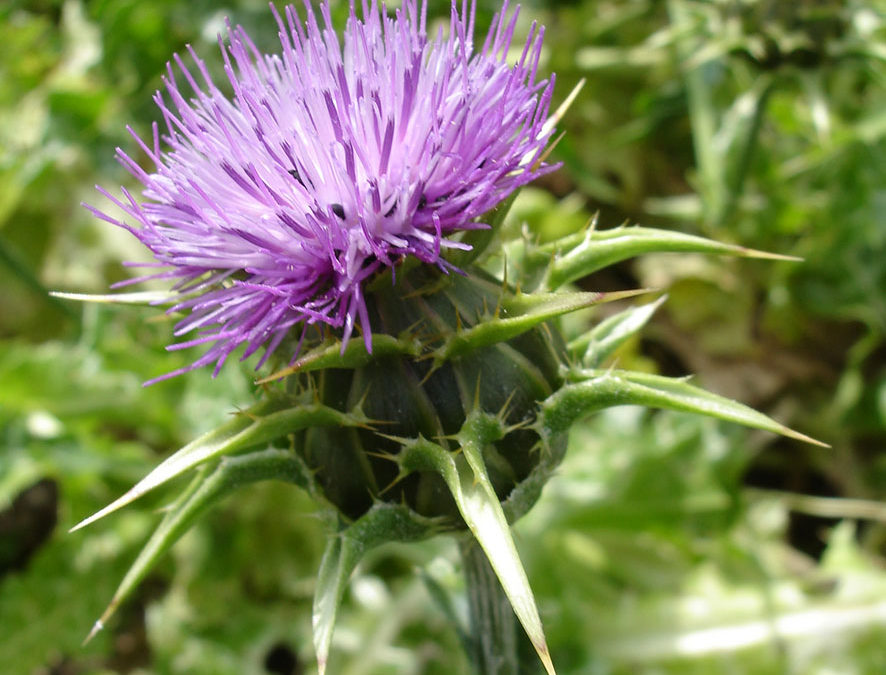 Plante – Chardon Marie – Silybum marianum