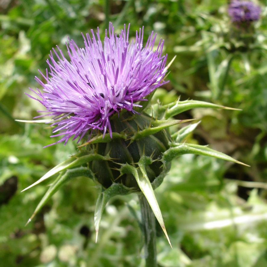 Plante - Chardon Marie - Silybum marianum - Ethnobotanika