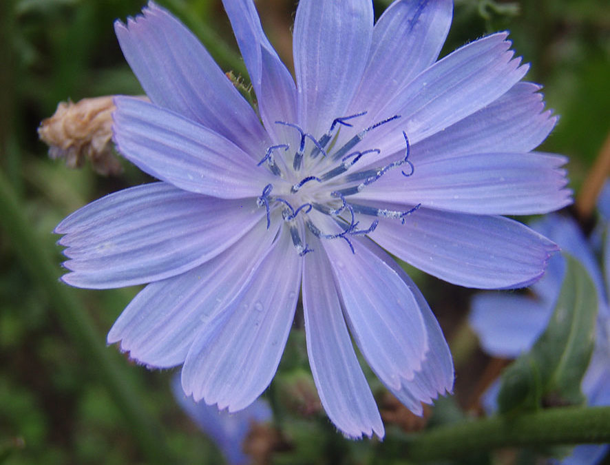 Plante – Chicorée – Cichorium intybus