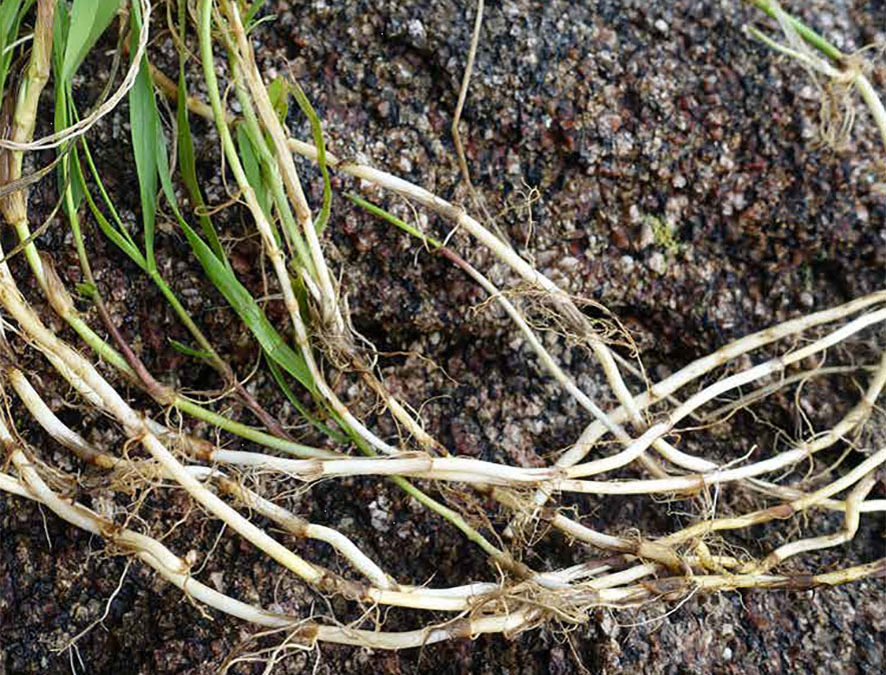 Plante – Chiendent – Elymus repens