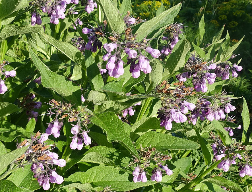 Plante – Consoude – Symphytum officinale