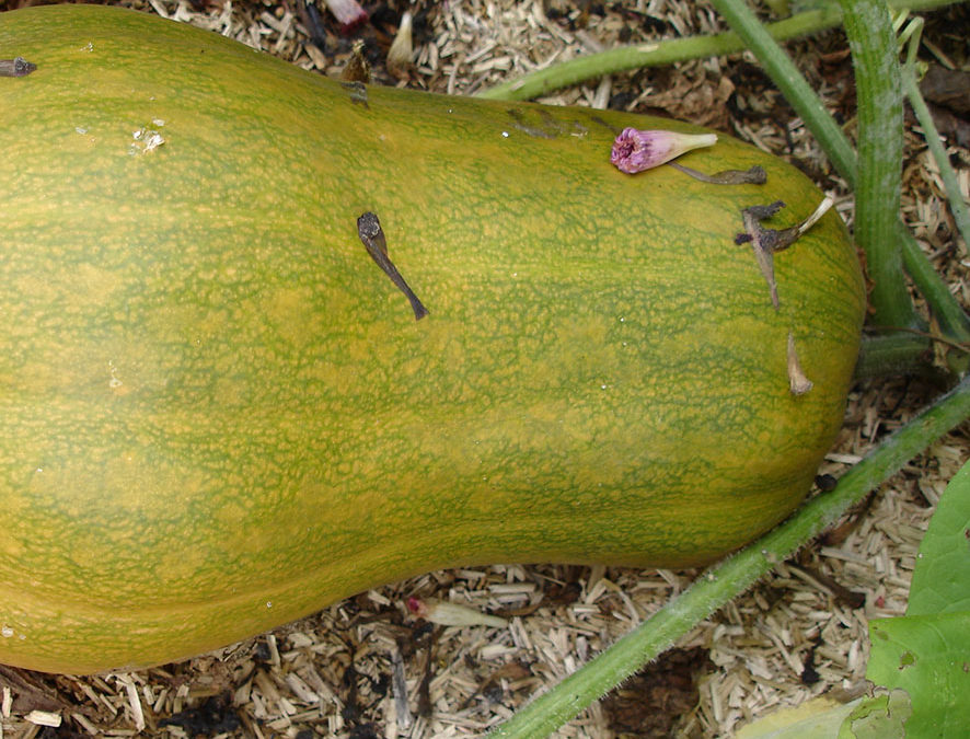 Plante – Courge – Cucurbita pepo