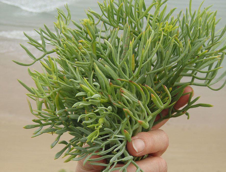 Plante – Criste marine – Crithmum maritimum