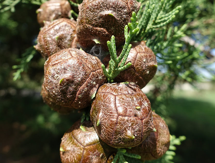 Plante – Cyprès – Cupressus sempervirens