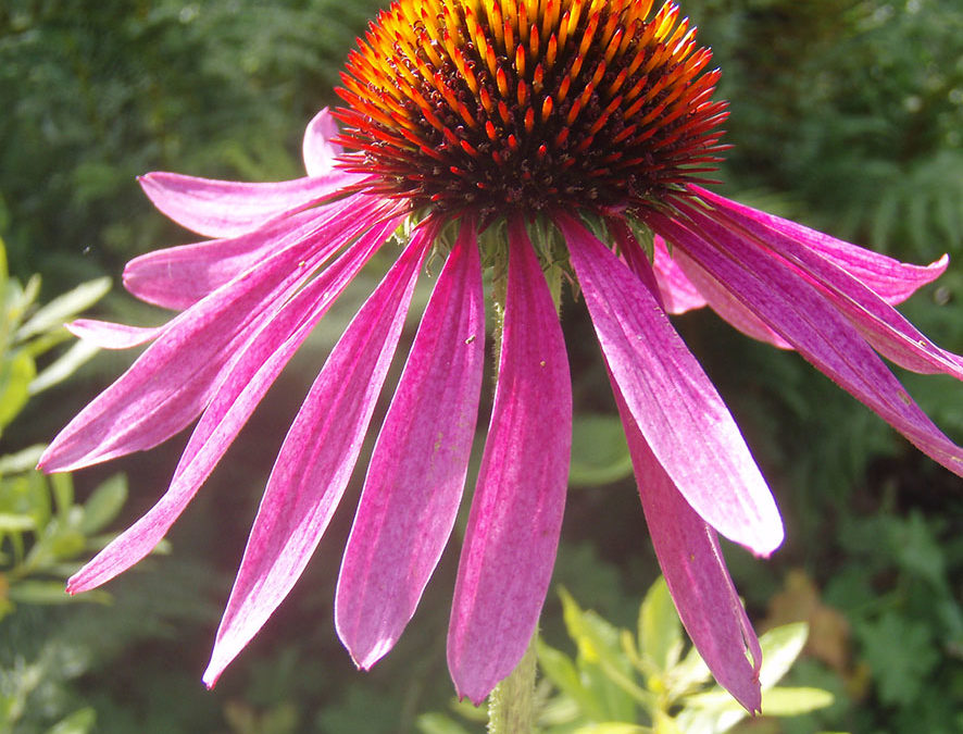 Plante – Echinacée – Echinacea purpurea