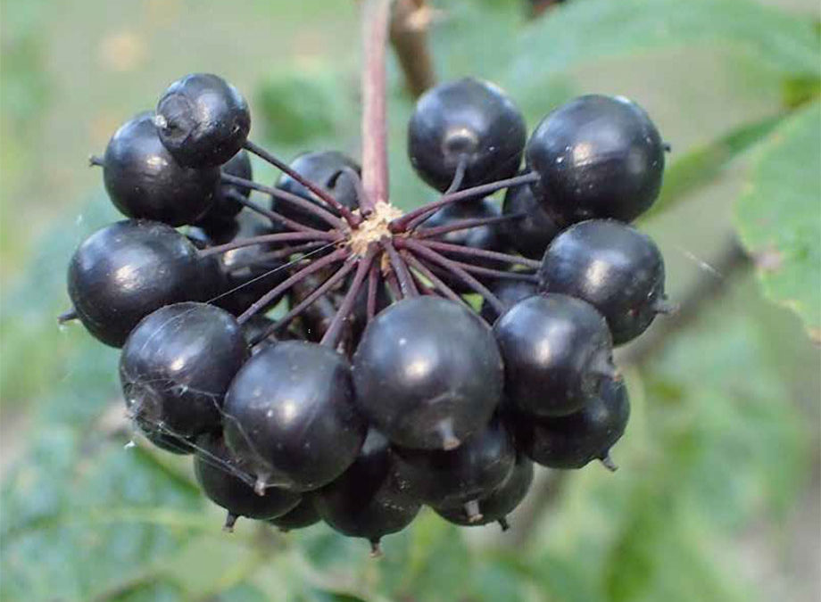 Plante – Eleuthérocoque – Eleutherococcus senticosus