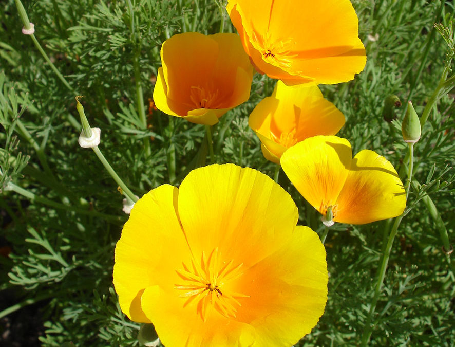 Plante – Eschscholtzia – Pavot de Californie – Eschscholtzia californica