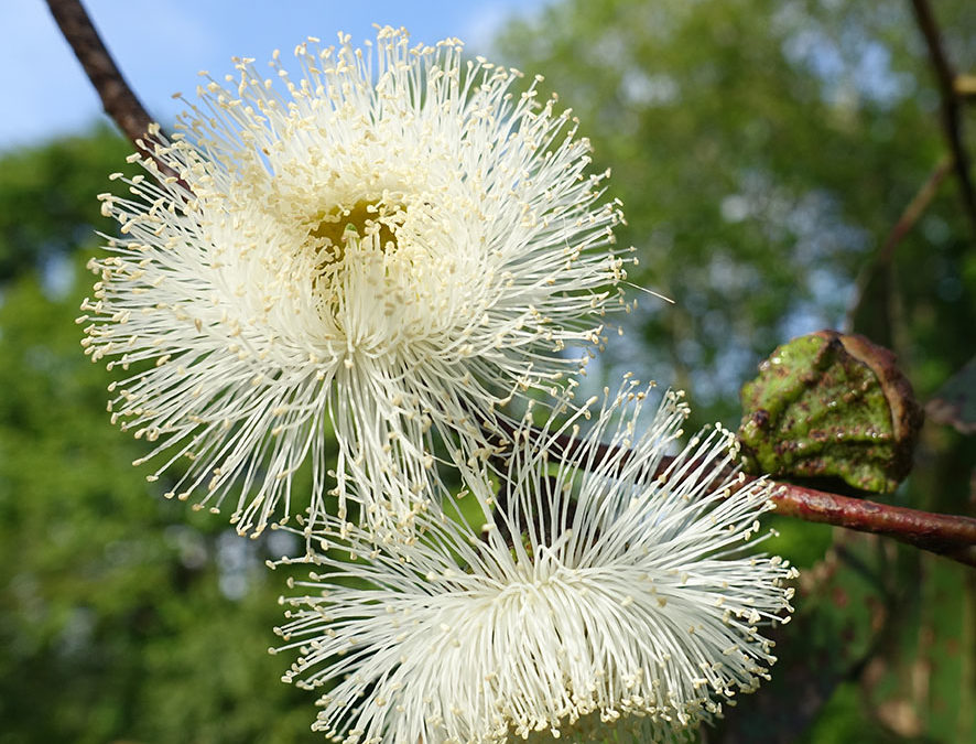 Plante – Eucalyptus – Eucalyptus globulus