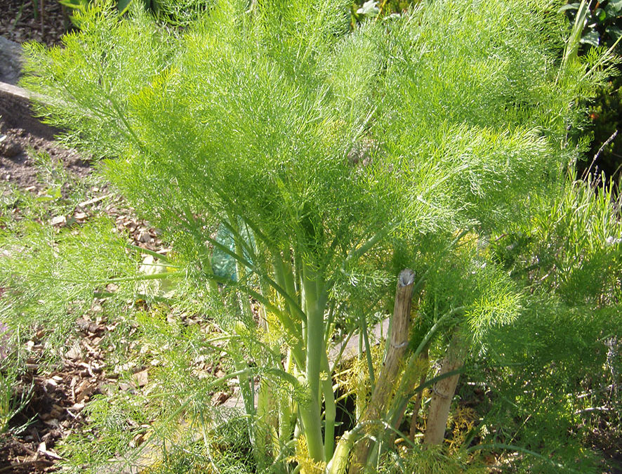 Plante – Fenouil – Foeniculum vulgare
