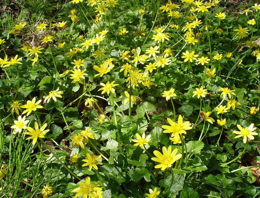 Plante – Ficaire – Ficaria verna