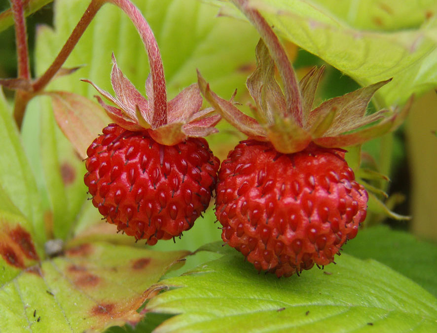 Plante – Fraisier – Fragaria vesca