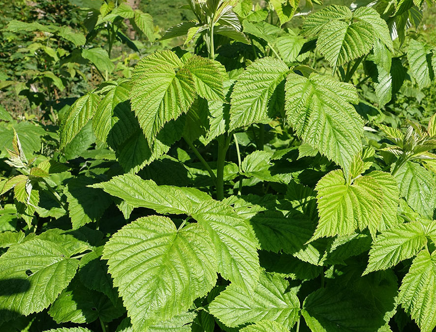 Plante – Framboisier – Rubus idaeus